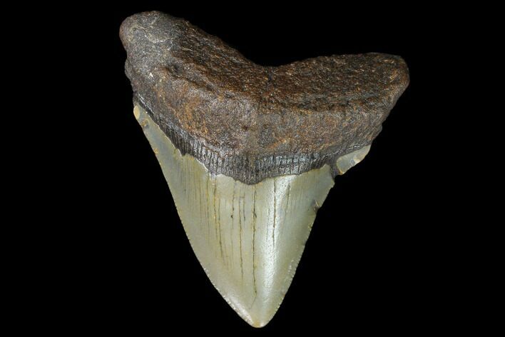 3.35" Fossil Megalodon Tooth - North Carolina